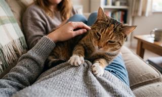 11 Signs Your Cat is Happy and Satisfied
