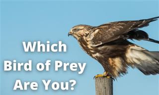 QUIZ: Which Bird of Prey Are You?