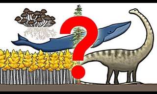 What is the Largest Organism on Earth?