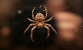 The 10 Best Natural Ways of Getting Rid of Spiders