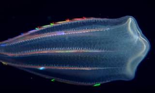 Fascinating Glowing Creatures From Under the Sea