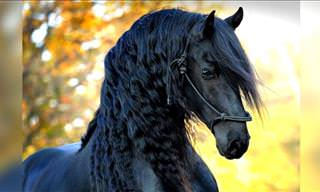 Eight of the Most Beautiful Horse Breeds