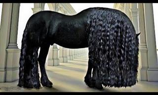 25 Most Beautiful Horse Breeds in the World