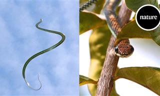 Flying Snakes Are One of Nature’s Strangest Creations