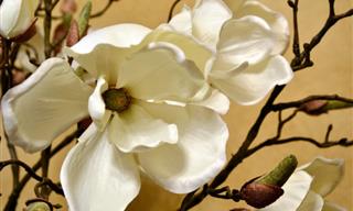 20 Elegant White Flowers You Can Easily Grow Yourself