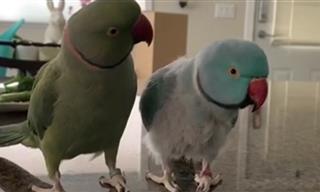 Parrots Talk to Each Other Like Humans - Incredible!