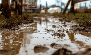 12 Ways to Keep Your Yard Mud-Free This Winter