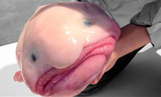 Have You Ever Seen Fish That Look Weirder Than These?