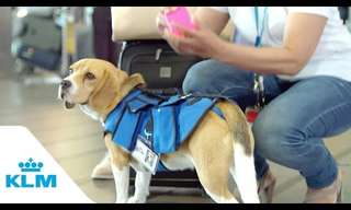 The KLM Retreiving Dog