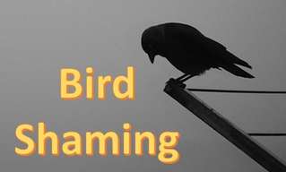 Hilarious Bird Shaming Pictures