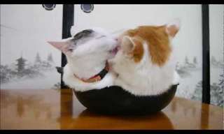 Two Cats, One Frying Pan - Adorable!