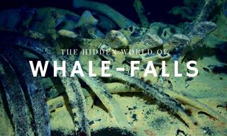 Whale Falls: When a Whale Returns to the Ocean