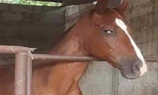 Hilarrious: 15 Times Horses Forgot How to Be Majestic