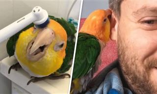 This Parrot Is Obsessed With Toothbrushes - Hilarious!