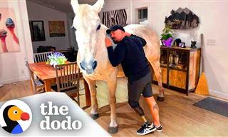 Meet Amerigo, the Indoor Pet Horse