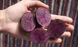 Purple Potatoes Have Cancer-Fighting Abilities