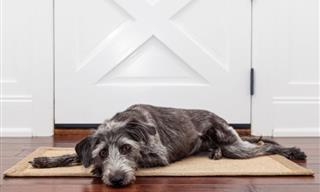 5 Tips to Resolve Your Dog's Abandonment Anxiety