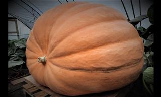 From Seed to 1300 POUNDS: a Pumpkin Time-Lapse