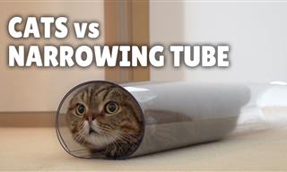 Cats vs. Narrowing Tube – Who Will Win?