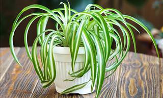 Plants That Can Decrease Your Indoor Humidity