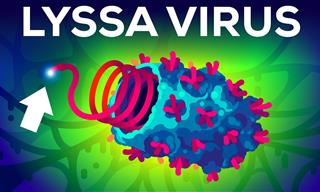 The Lyssa Virus - the Deadliest Virus Known to Man