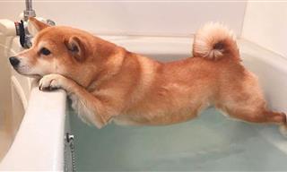 Video Compilation: Dogs vs. Baths