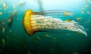 The Jellyfish: An Extraordinary Creature