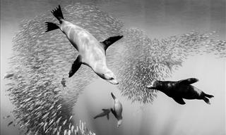 Black and White Underwater Photographs by Christian Vizl
