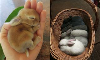 These Cuddlesome Bunnies Are Sweeter Than Sugar!