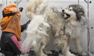 The Funniest Pets During Grooming