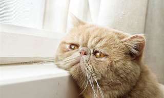 30 Sad Cats Who Are Waiting at the Window...