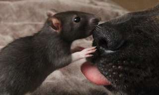 Rat and Dog Best Friends