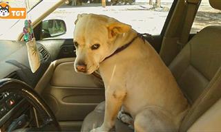 Funny & Cute: When Dogs Realize They're Going to the Vet...
