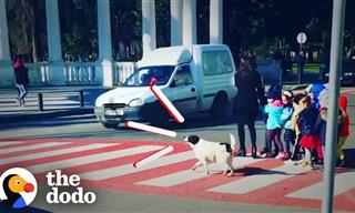 Stray Dog Helps Kids Cross the Street - Heartwarming!