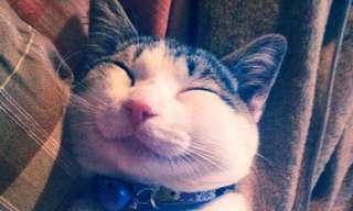 20 Smiling Cats You Can't Help But Love