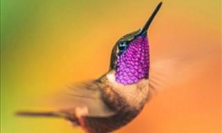 Beautiful Colored Hummingbirds