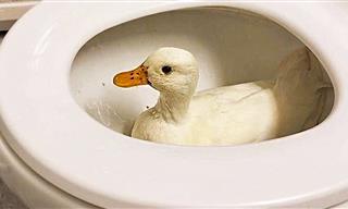 This Priceless Compilation Will Make You Want a Pet Duck