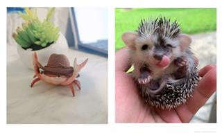 Cute Things Come in Small Packages - 17 Little Animals