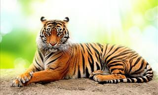 Trivia Test: How Well Do You Know Tigers?