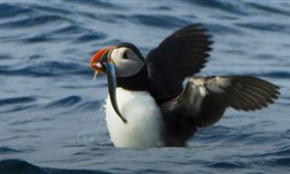 Beautiful Nature Moment: Puffin Goes Hunting For His Chick
