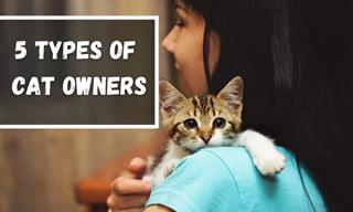 These Are 5 Varieties of Cat Owners. Which One Are You?