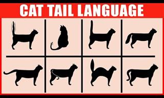 Your Cat’s Tail Tells a Real Tale…