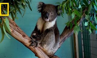 How Are Koalas Recovering from the Australian Bushfires?