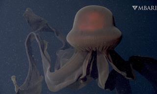 This Rare Phantom Jellyfish Will Astound You!