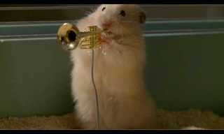 The Hamster Jazz Company - Hilarious!