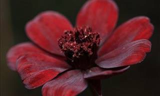 11 Stunning and Endangered Flower Species