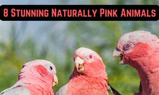 These Beautiful Pink Animals Are a Sight for the Eyes!