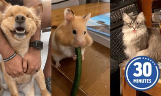 Hilarious Animal Video Compilation