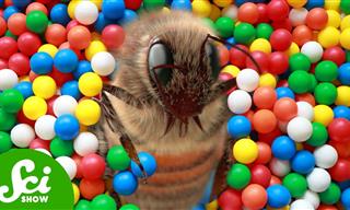 Believe It or Not, Bees Like to Play Ball. Here's What it Looks Like