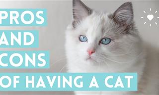 The Pros & Cons of Having a Cat You Simply Must Know